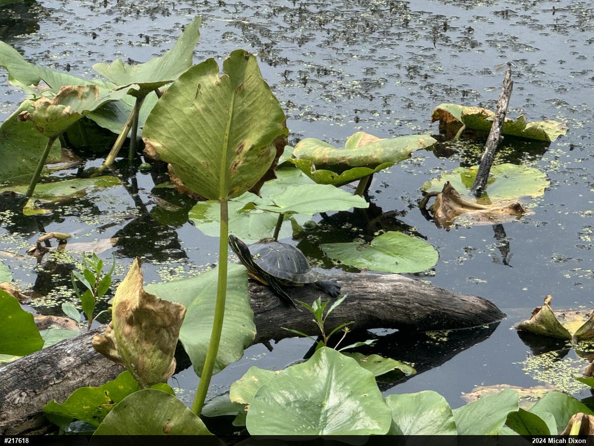 Red-eared Slider