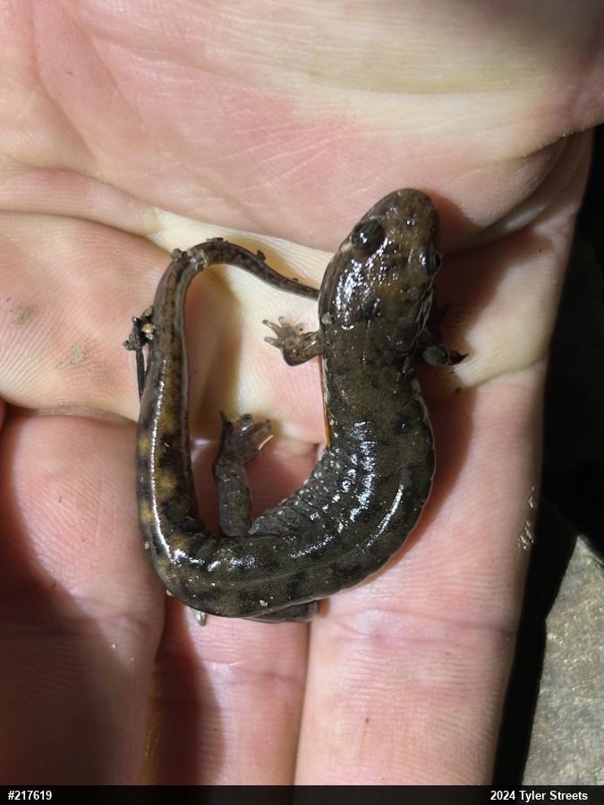 Seal Salamander