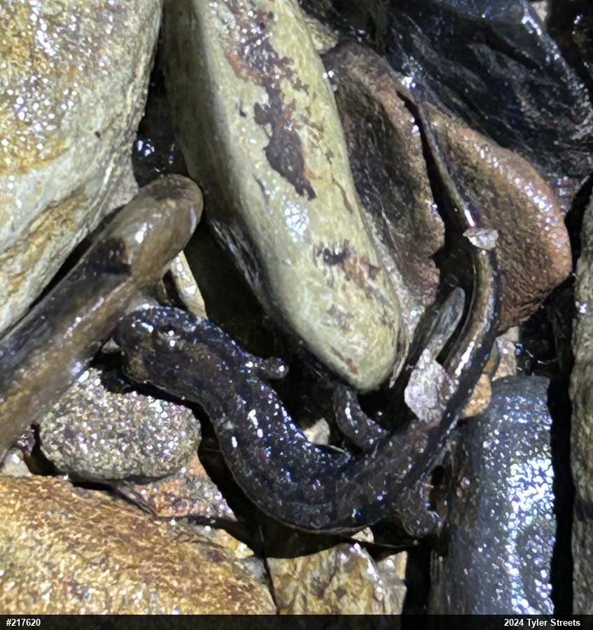 Northern Dusky Salamander