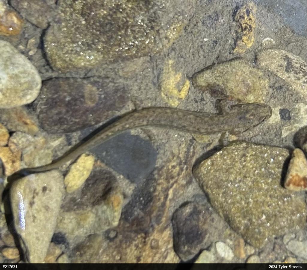 Northern Two-lined Salamander