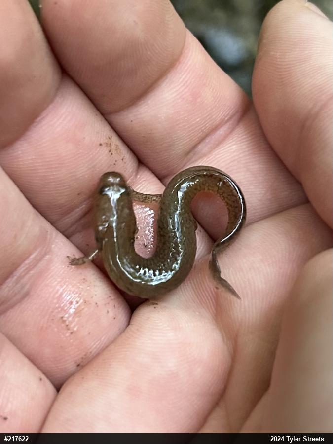 Northern Spring Salamander