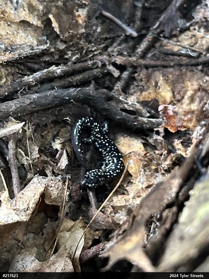 Northern Slimy Salamander