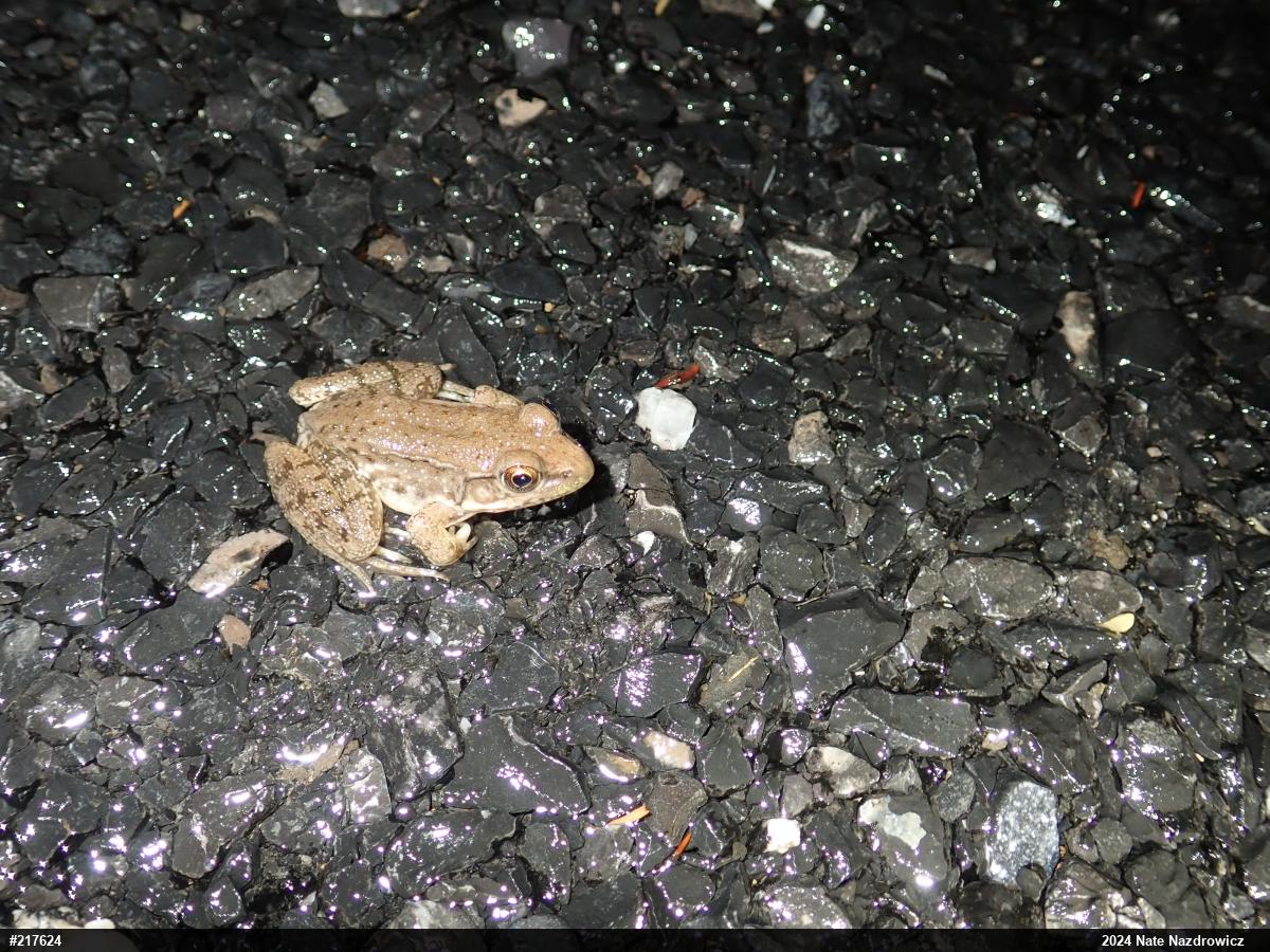 Green Frog