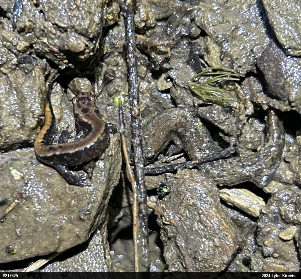 Northern Dusky Salamander