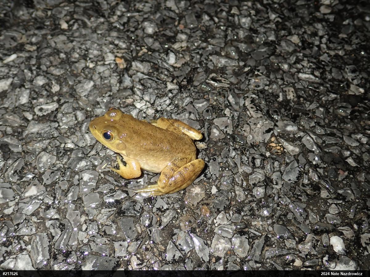 American Bullfrog