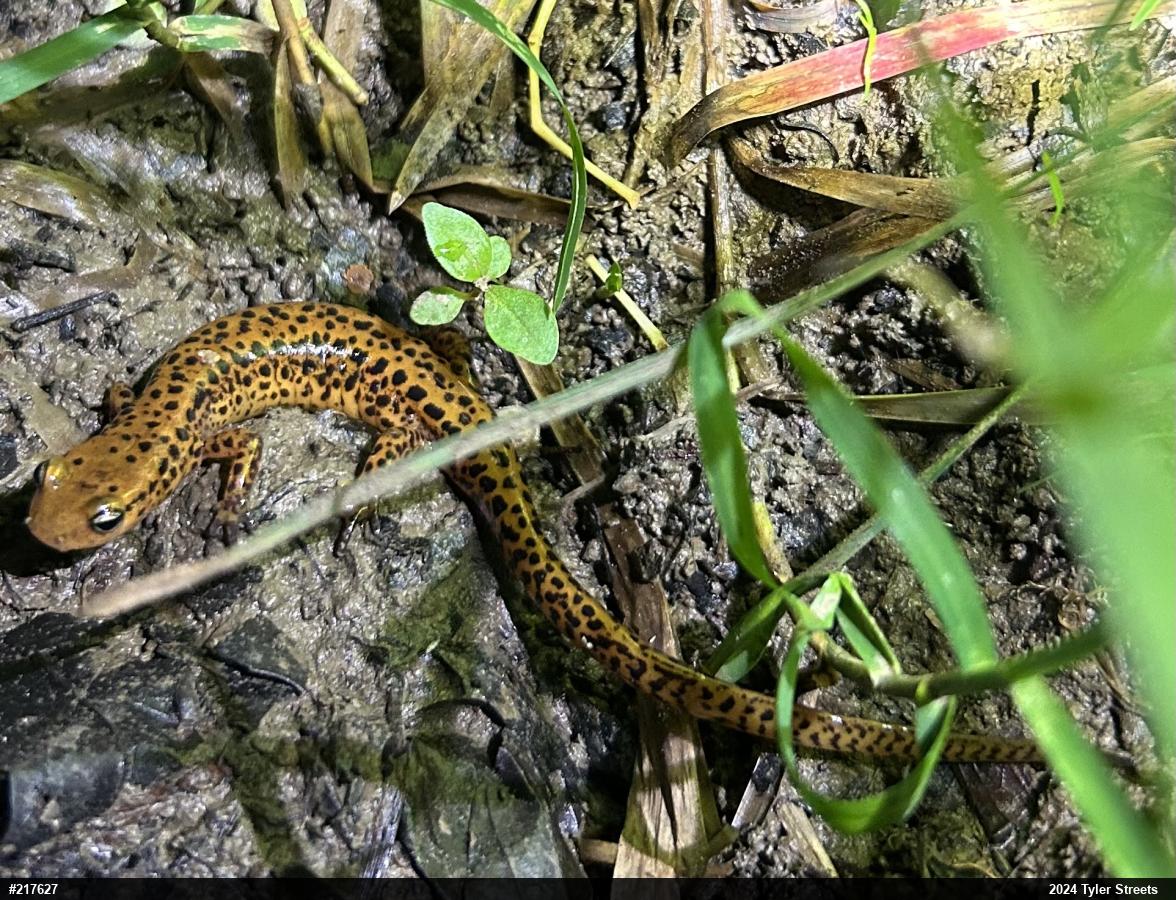 Eastern Long-tailed Salamander