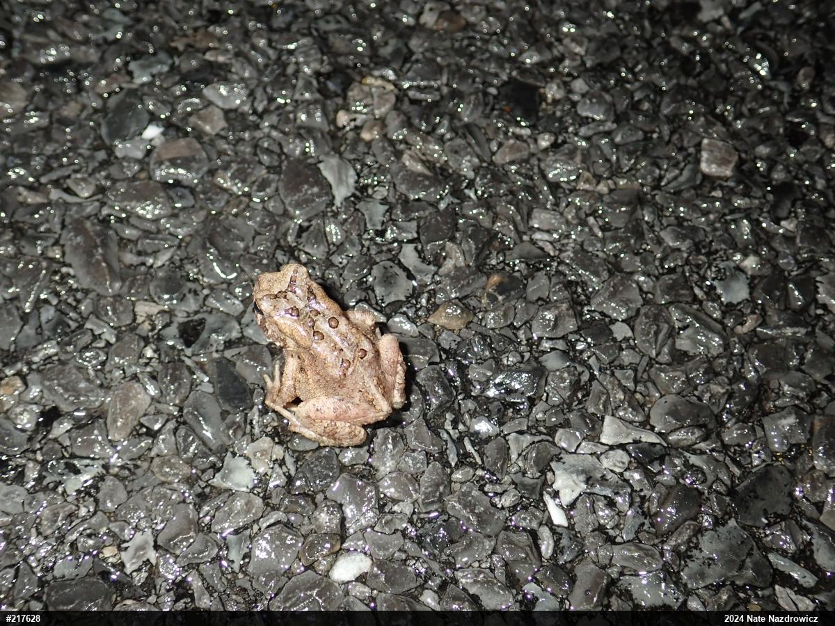 Eastern American Toad