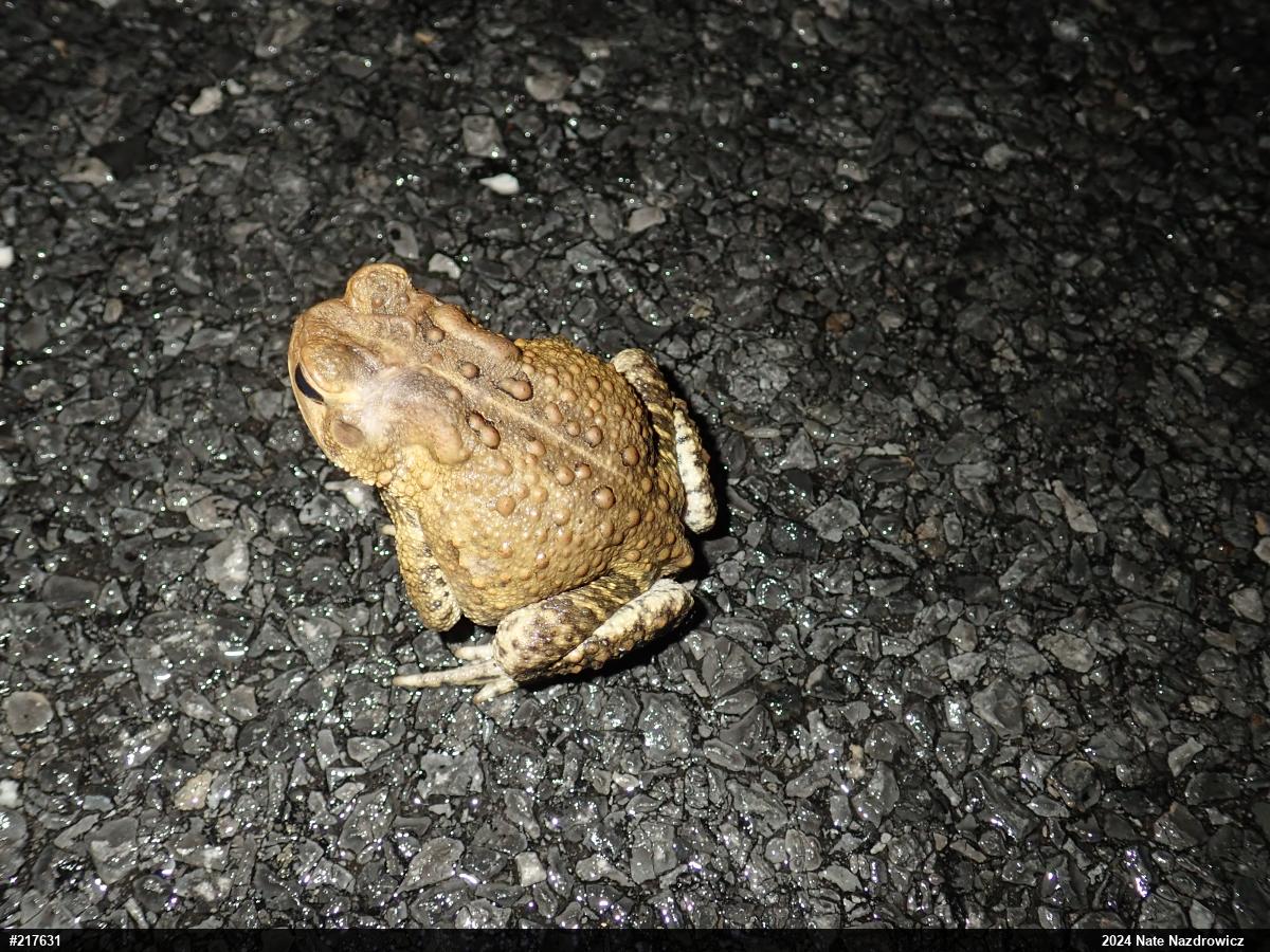 Eastern American Toad