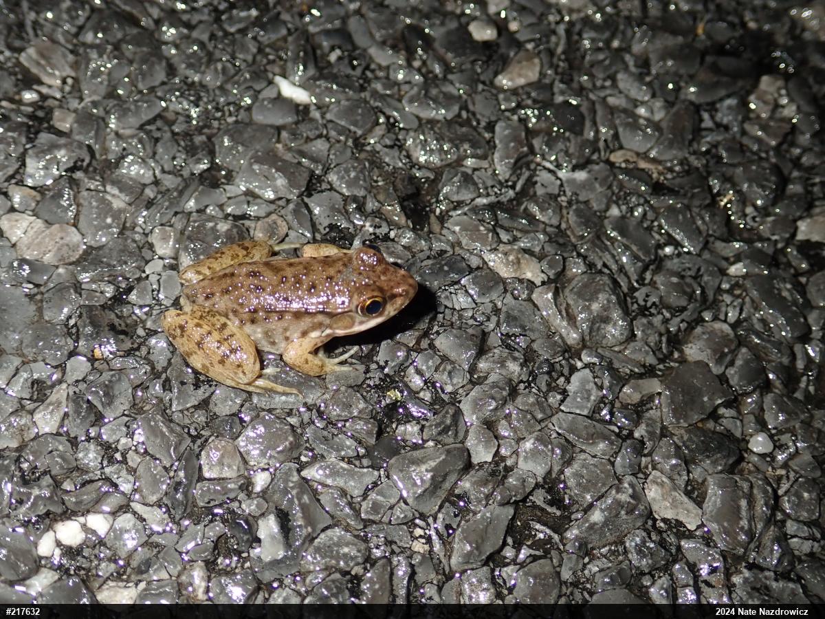 Green Frog