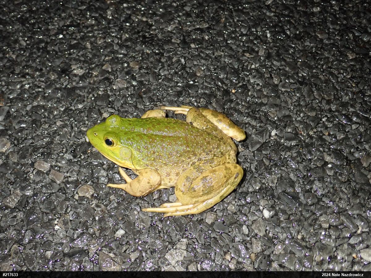 American Bullfrog