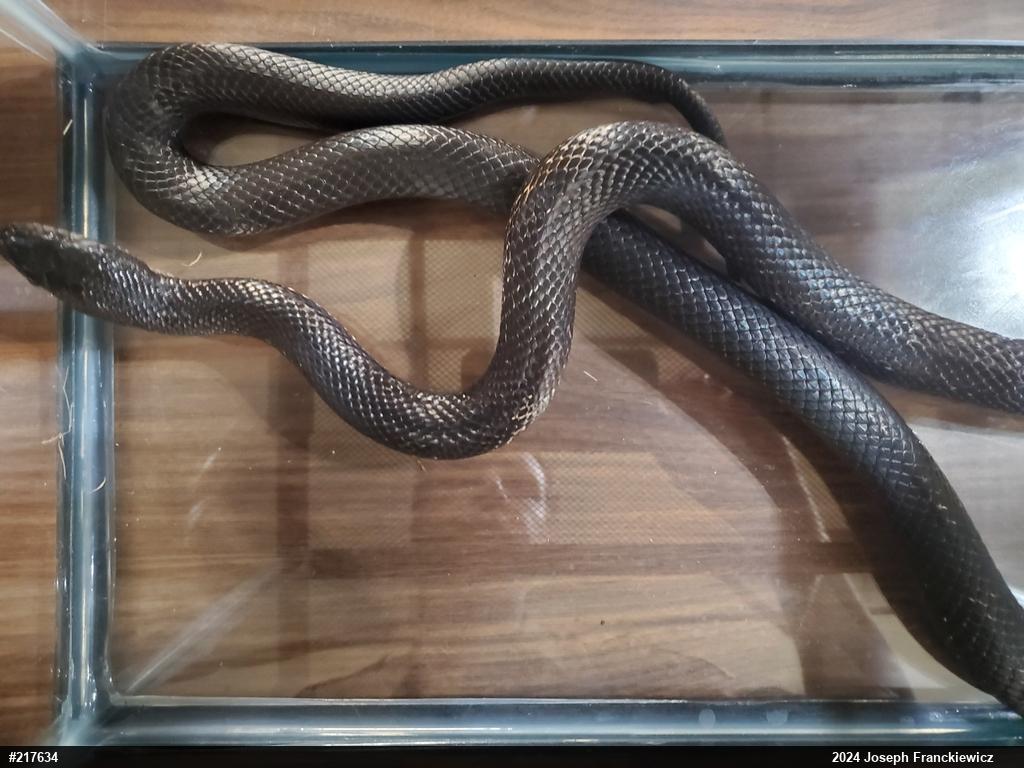 Eastern Ratsnake