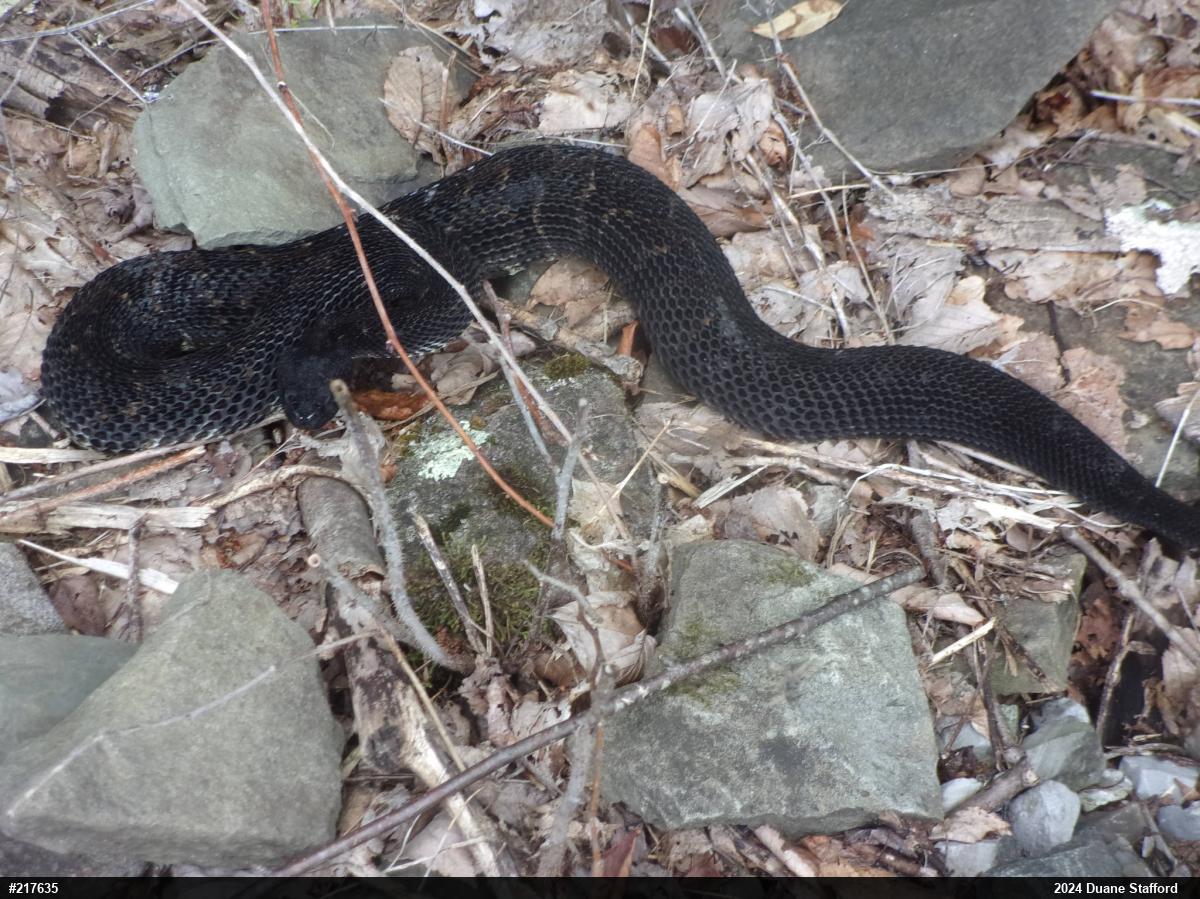 Timber Rattlesnake