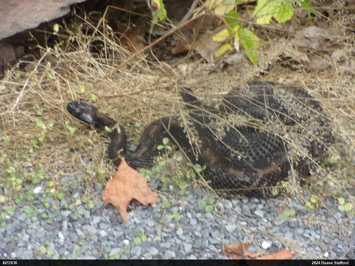 Timber Rattlesnake