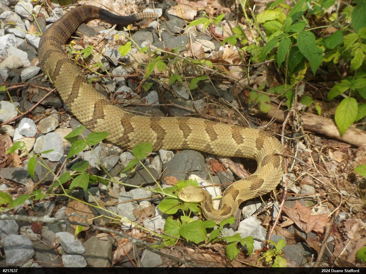 Timber Rattlesnake