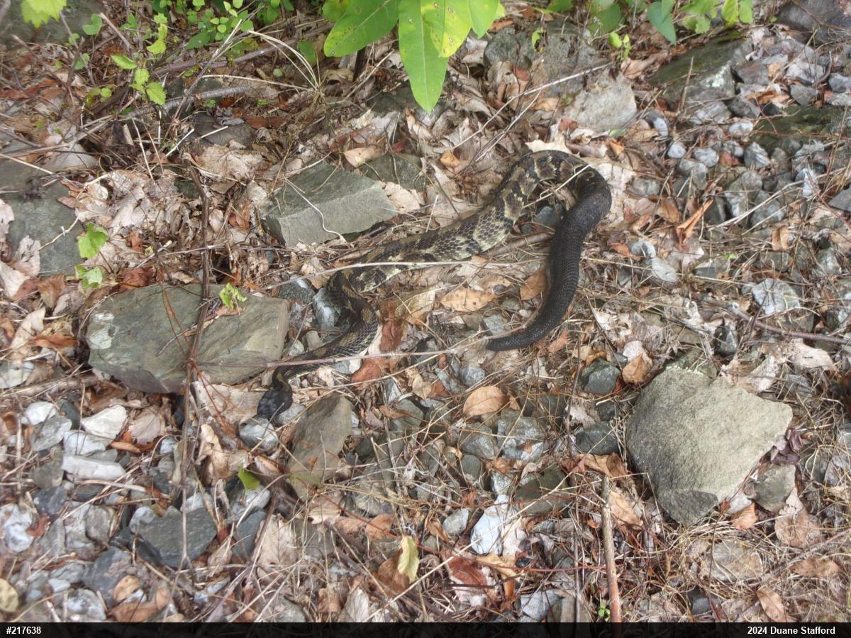 Timber Rattlesnake
