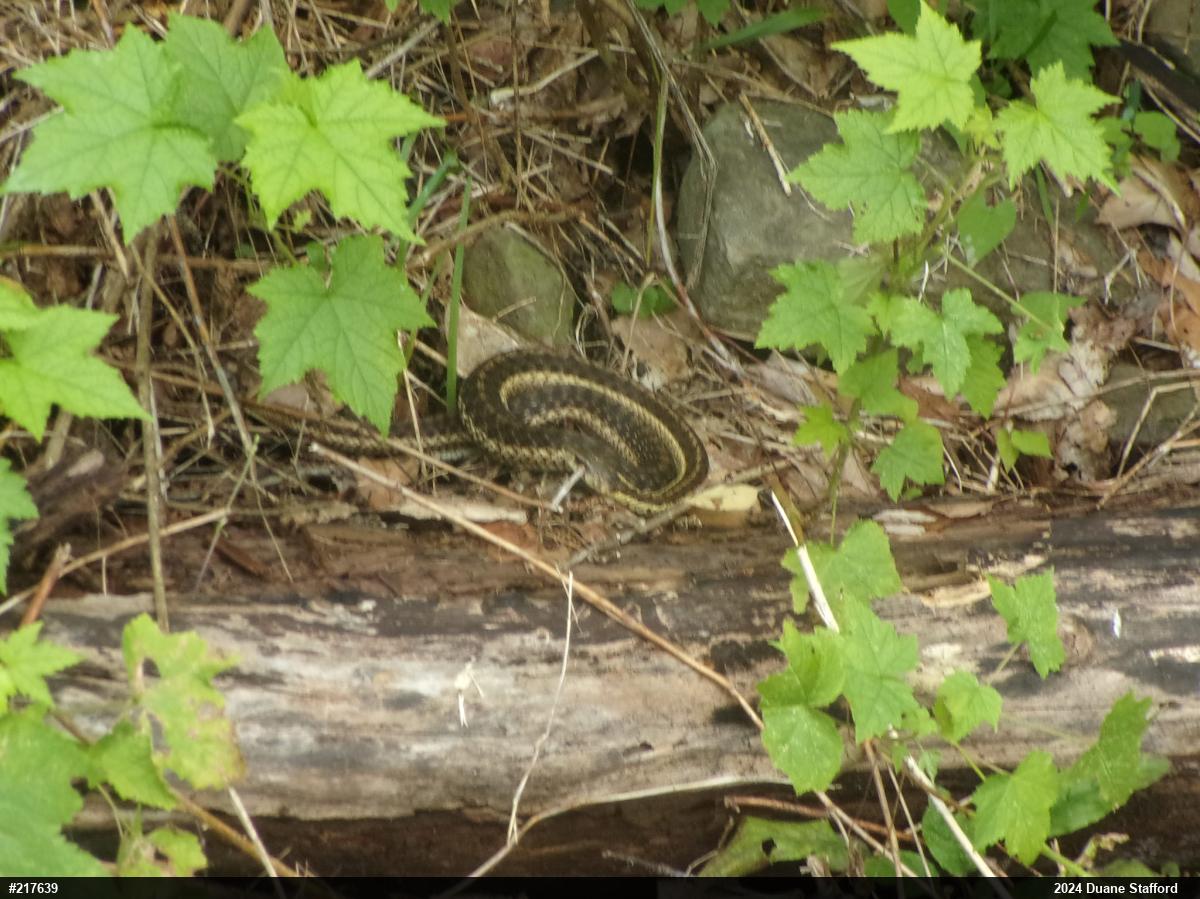 Eastern Gartersnake