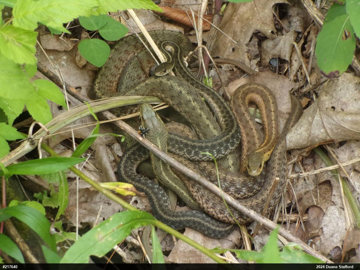 Eastern Gartersnake