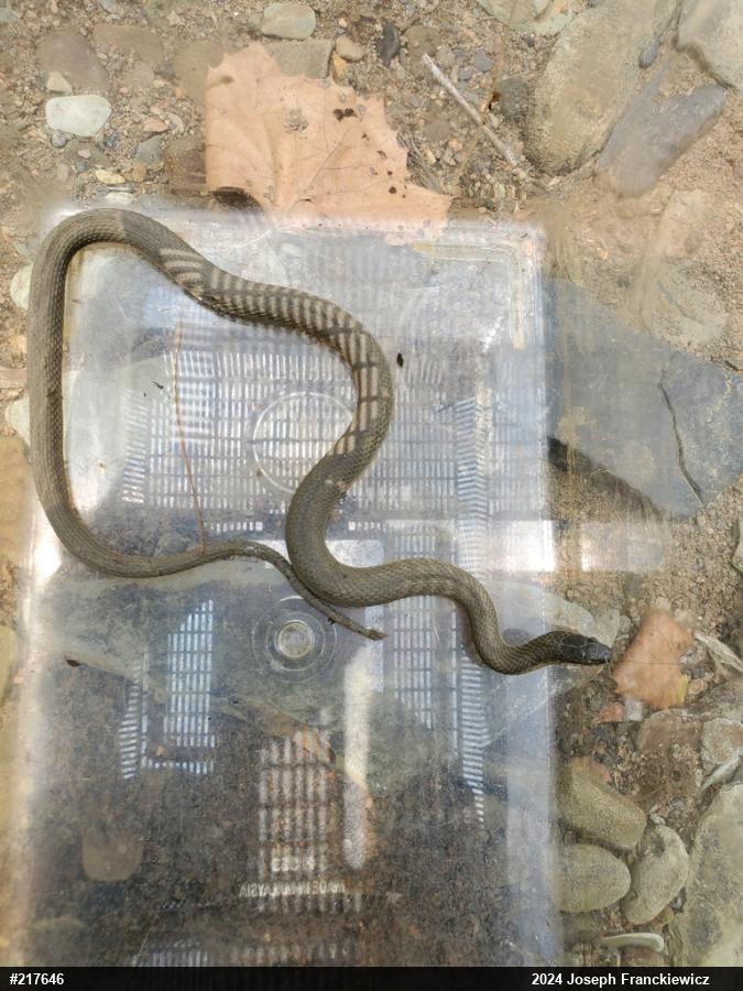 Queensnake