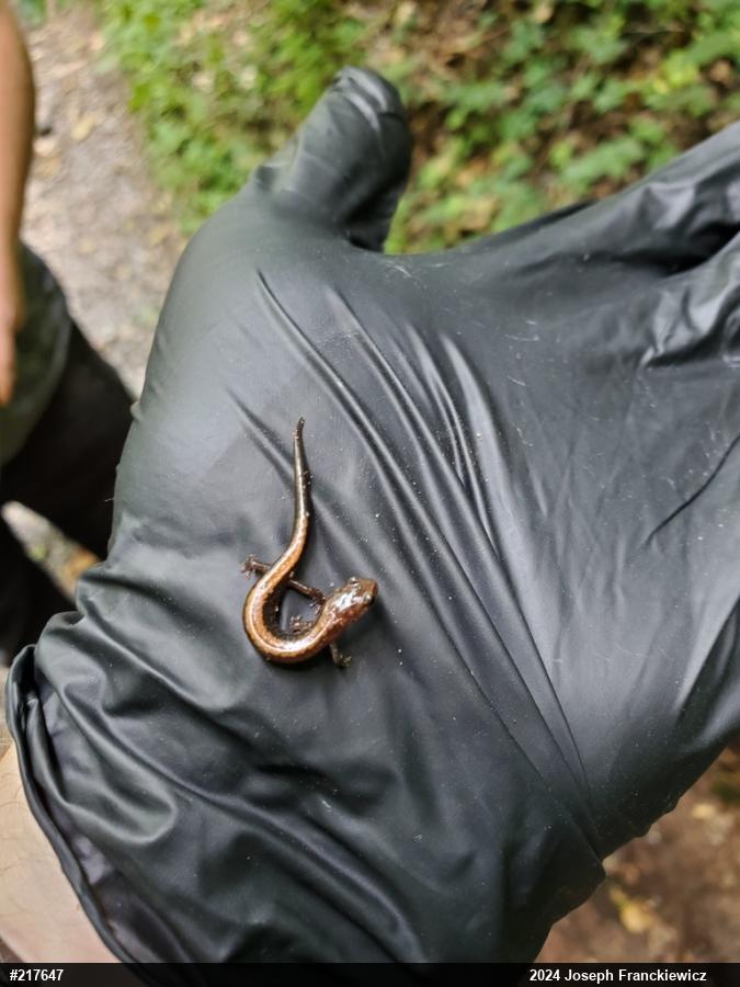 Eastern Red-backed  Salamander
