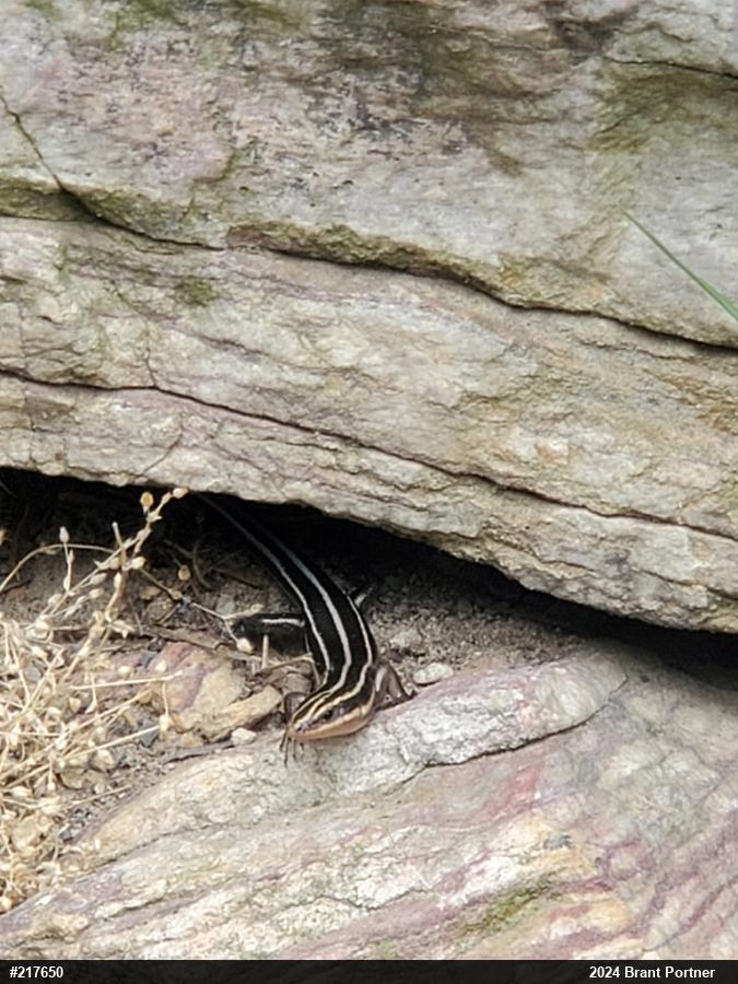 Common Five-lined Skink
