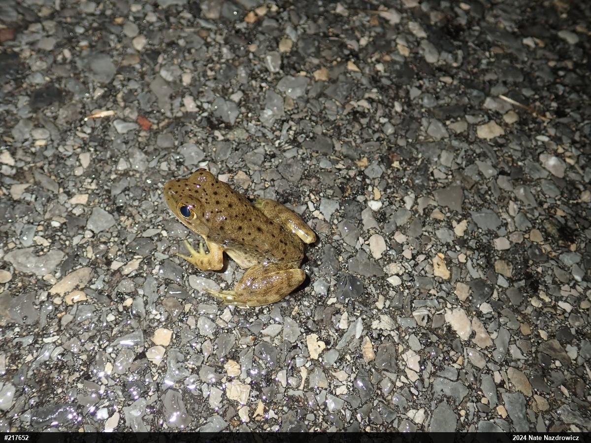 American Bullfrog