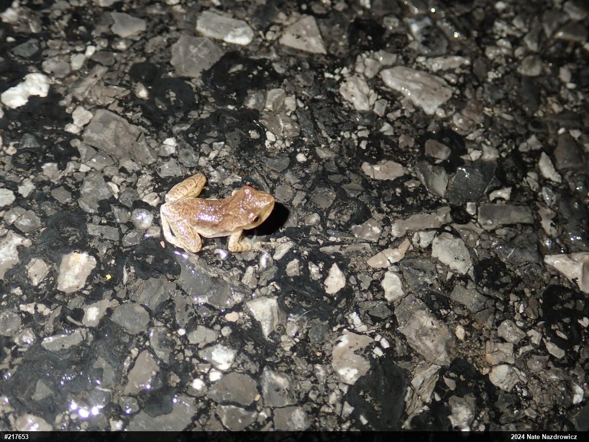 Spring Peeper