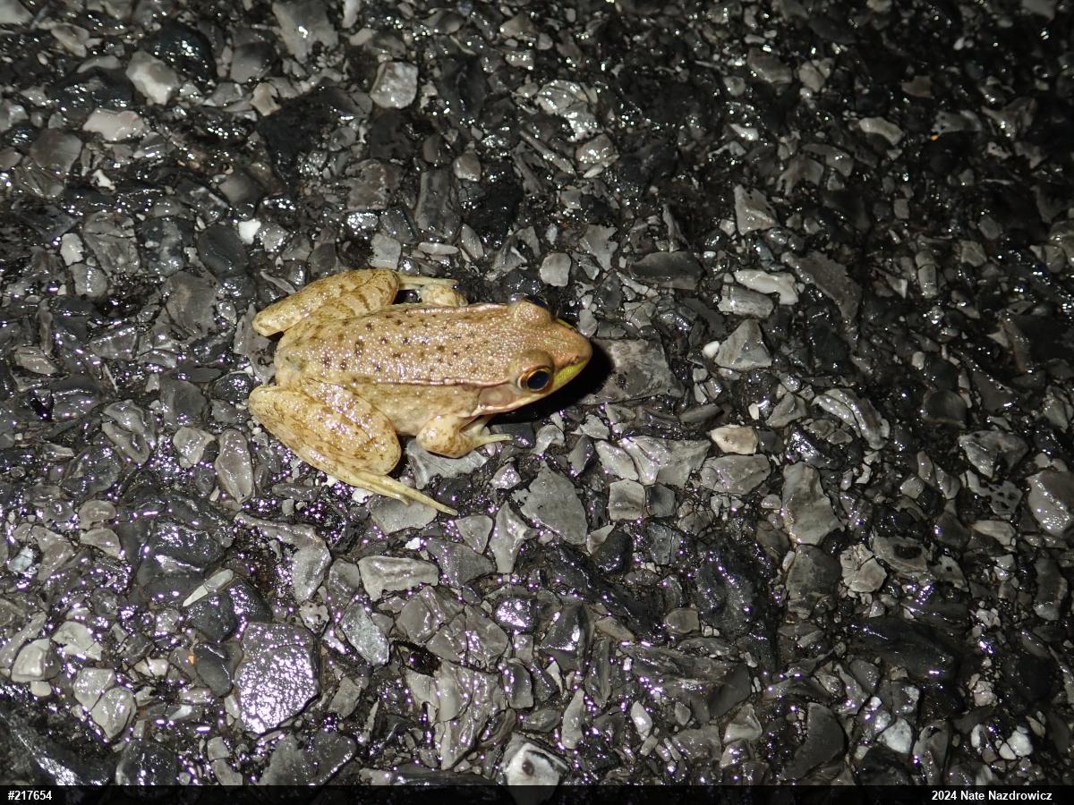 Green Frog