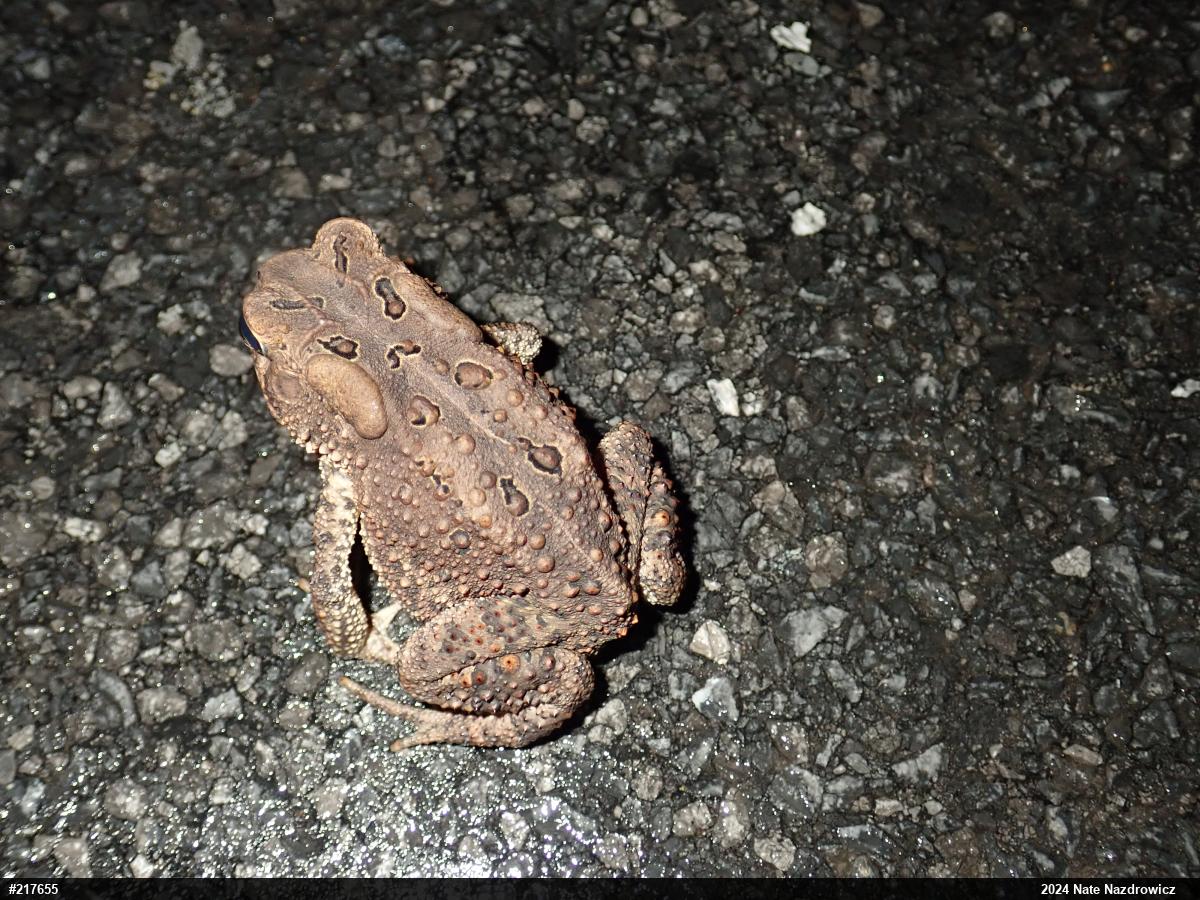 Eastern American Toad