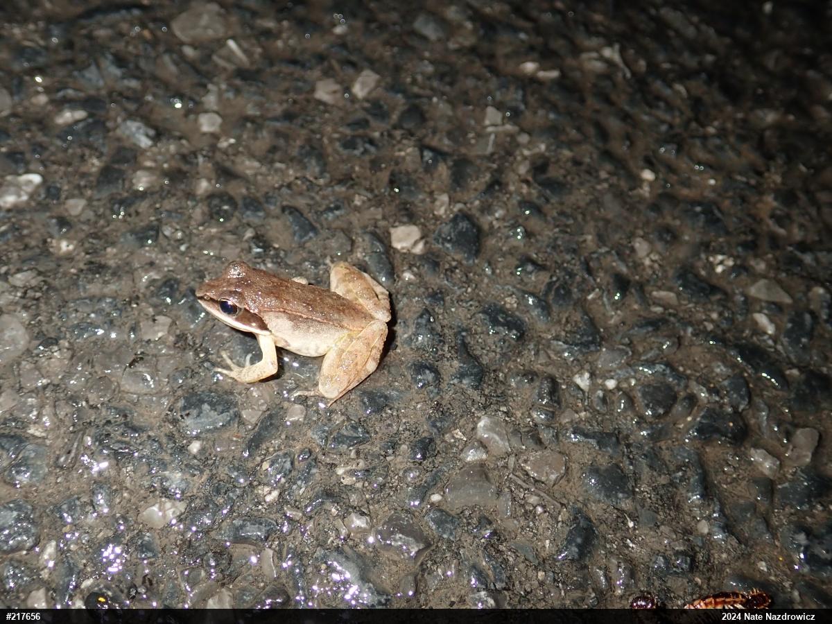 Wood Frog