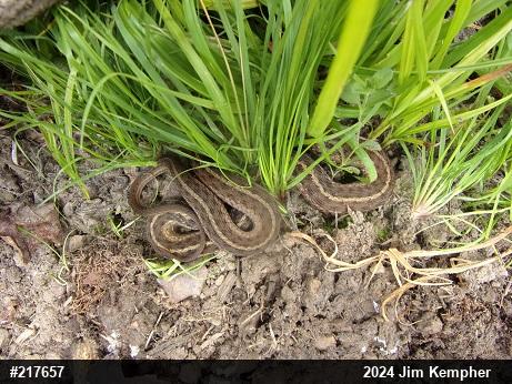 Eastern Gartersnake