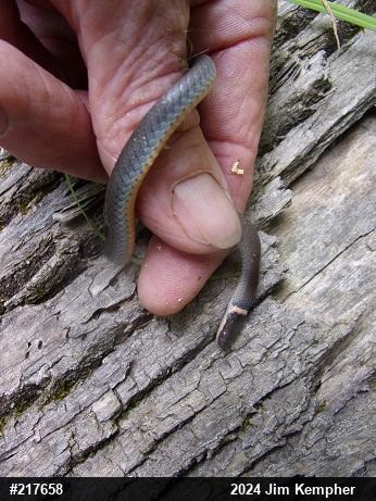 Northern Ring-necked Snake