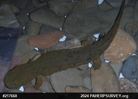 Eastern Hellbender