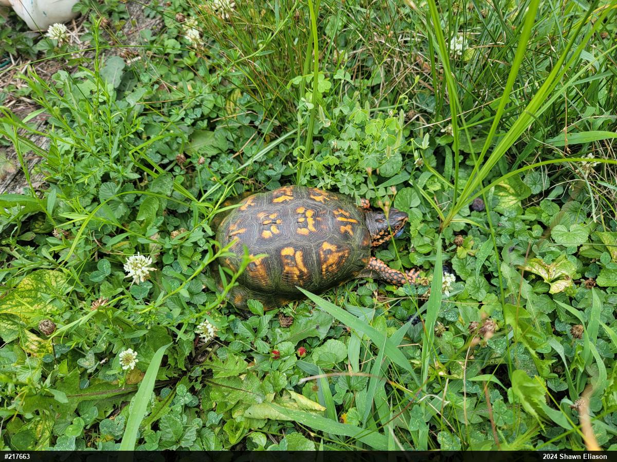 Eastern Box Turtle