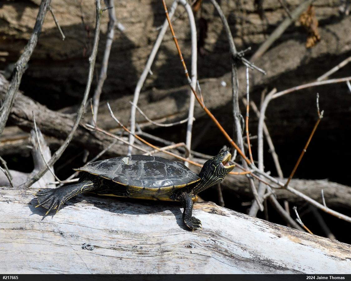 Northern Map Turtle