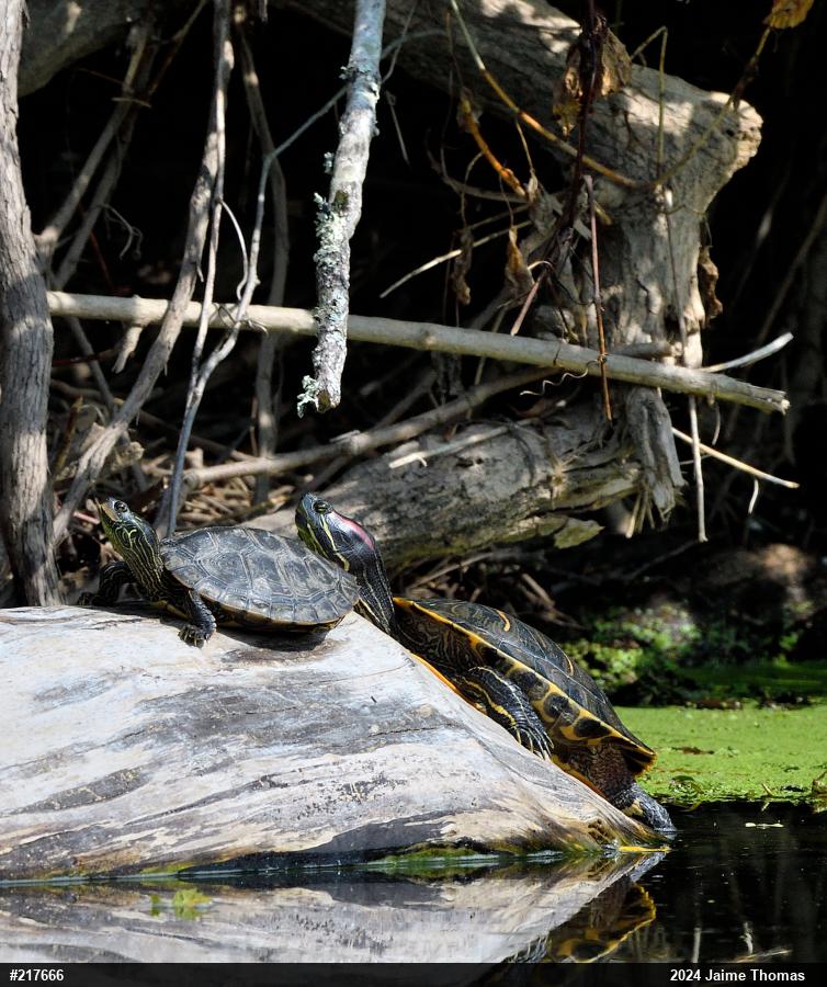 Red-eared Slider