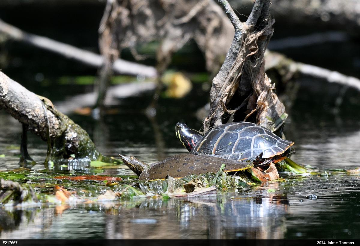Eastern Spiny Softshell