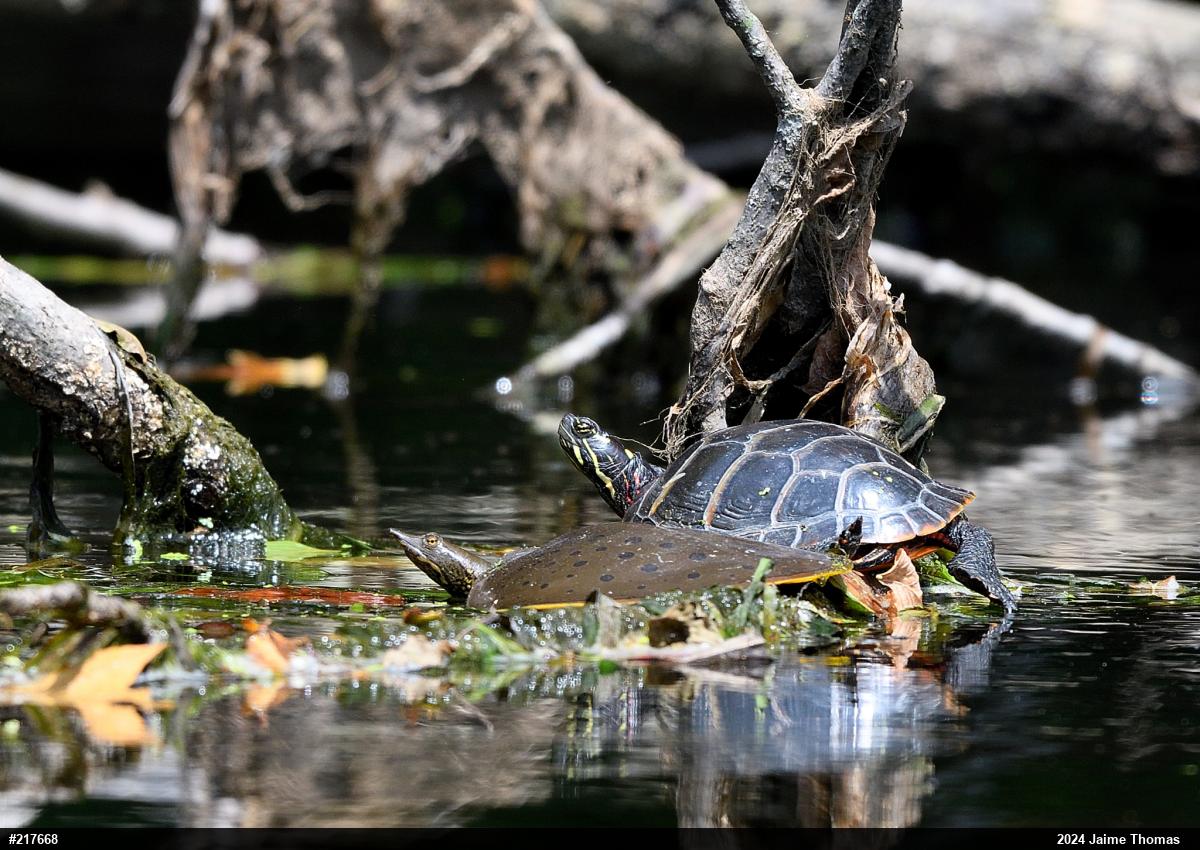 Midland Painted Turtle