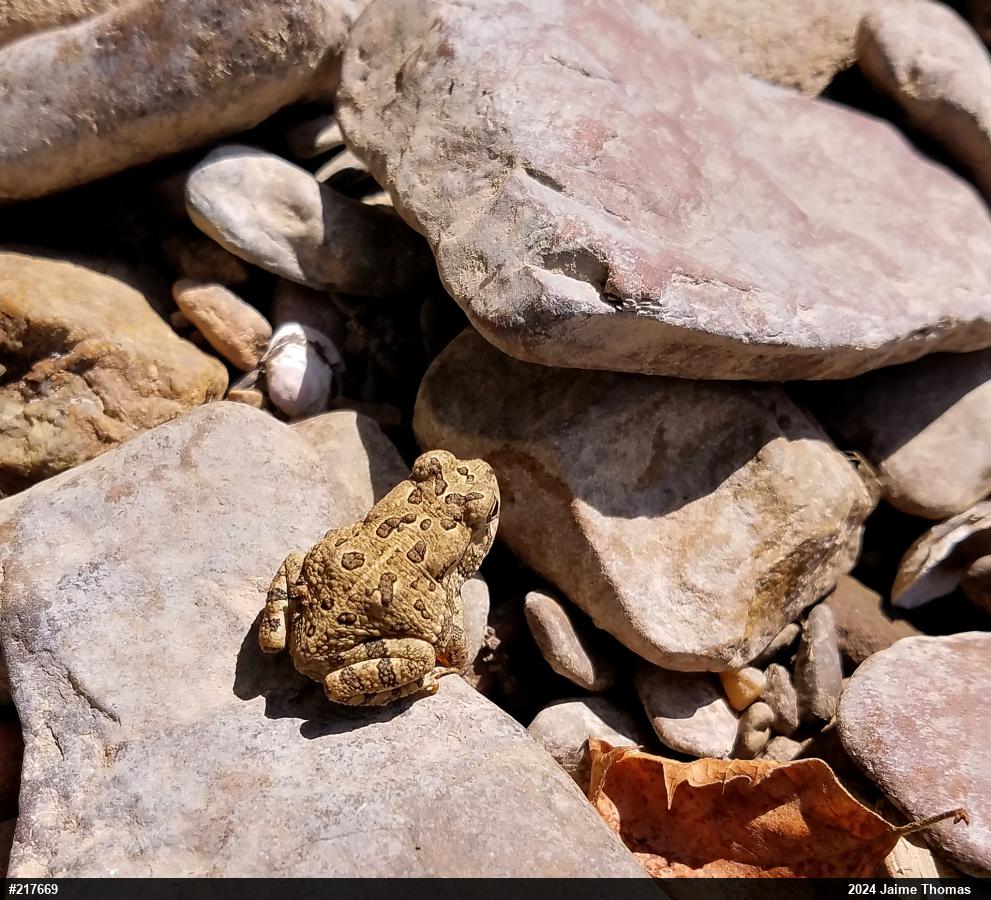 Fowler's Toad