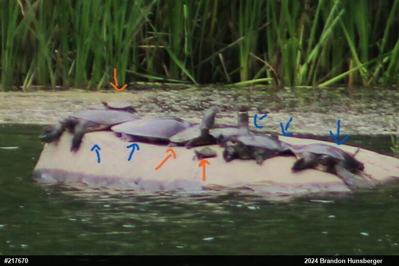 Eastern Spiny Softshell
