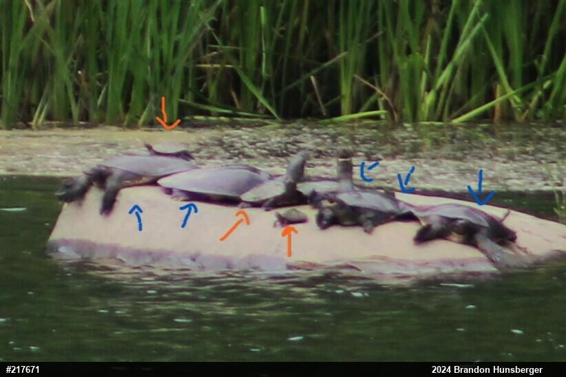 Northern Map Turtle