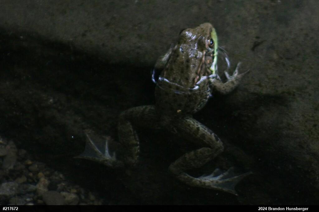 Green Frog