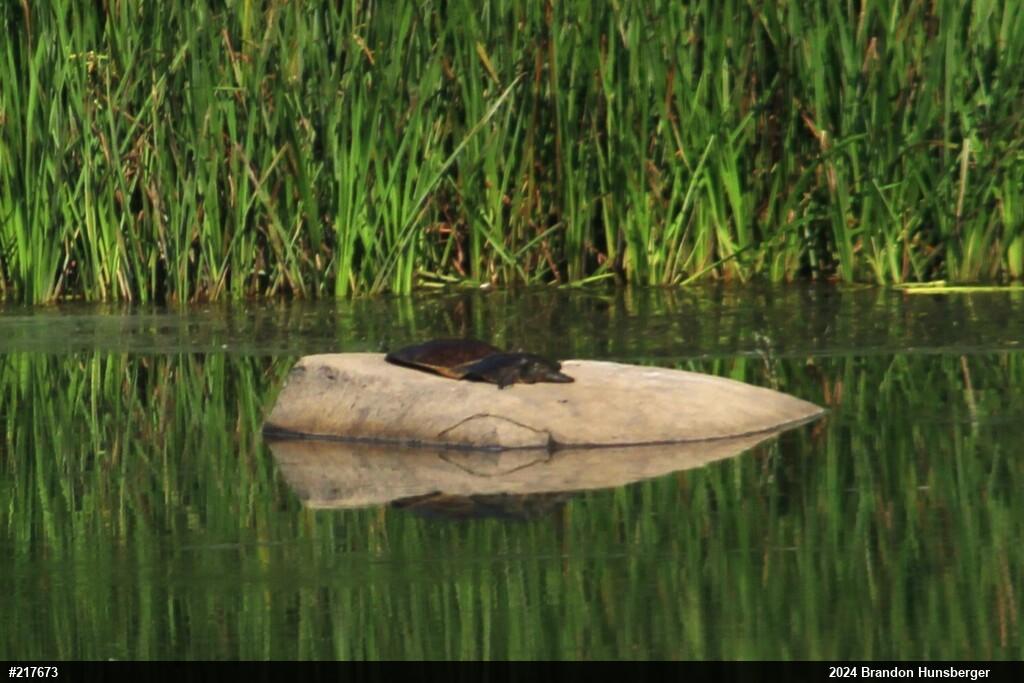 Eastern Spiny Softshell