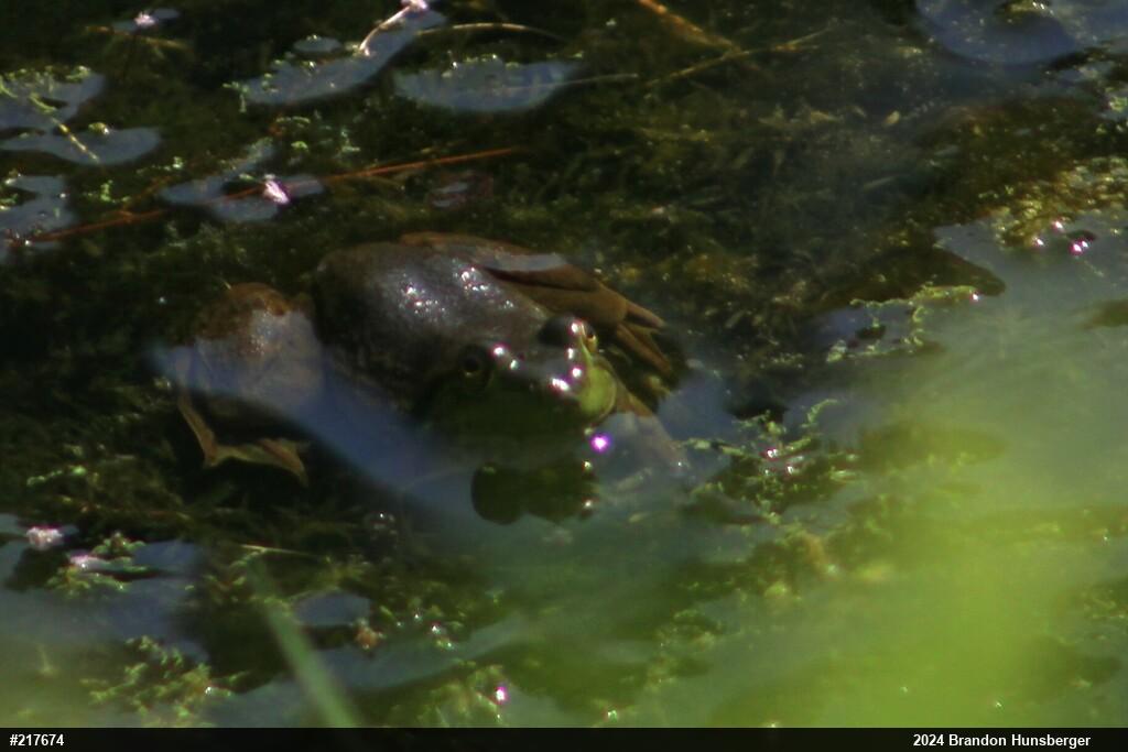 American Bullfrog