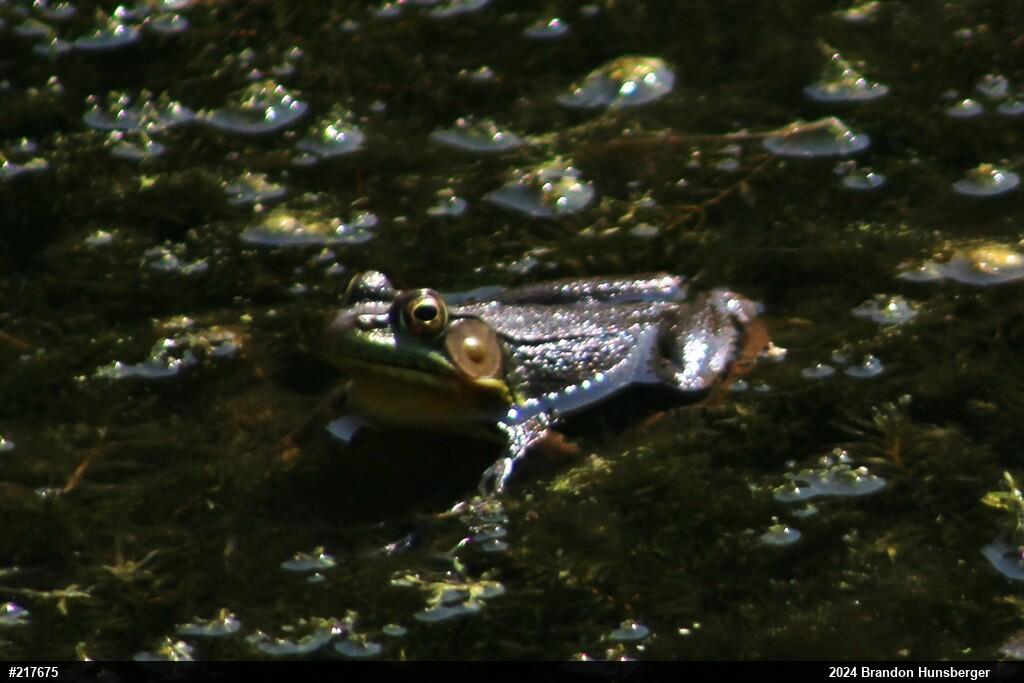 Green Frog