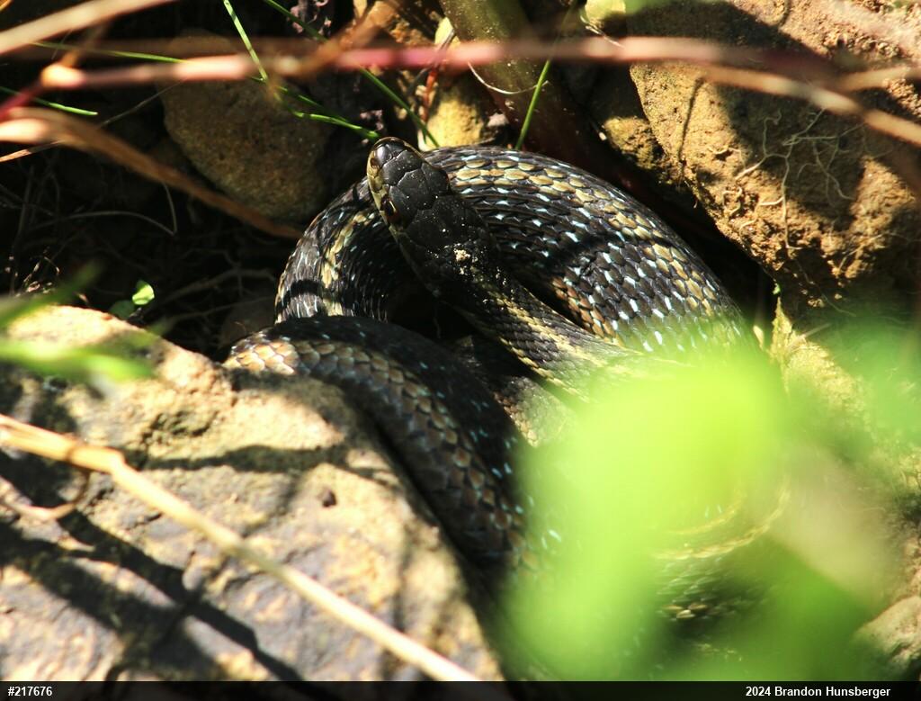 Eastern Gartersnake