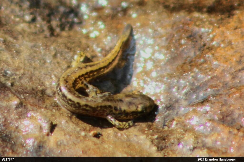 Brook Salamanders