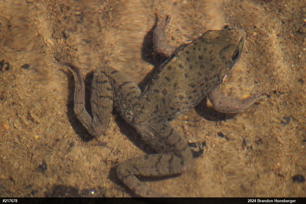 Green Frog