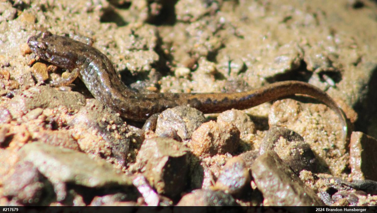 Northern Dusky Salamander