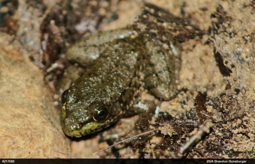 Green Frog
