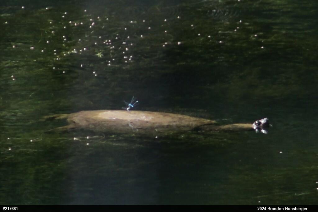 Snapping Turtle